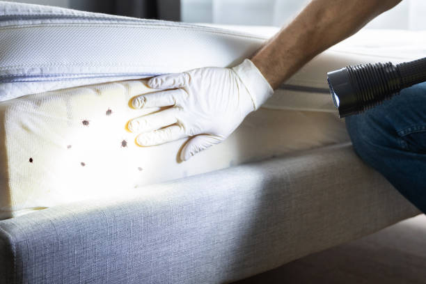 Best Cockroach Control Services  in Hearne, TX